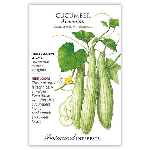 Cucumber 'Armenian Burpless'
