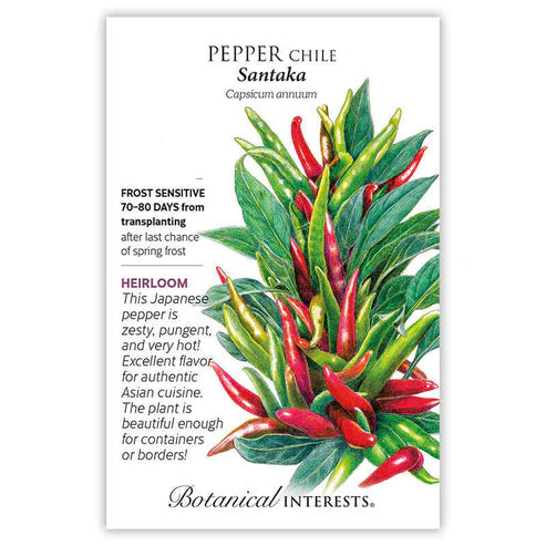 Pepper Chile 'Santaka'
