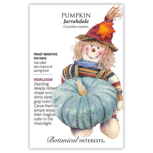 Pumpkin 'Jarrahdale'