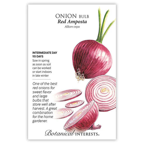 Onion 'Amposta'