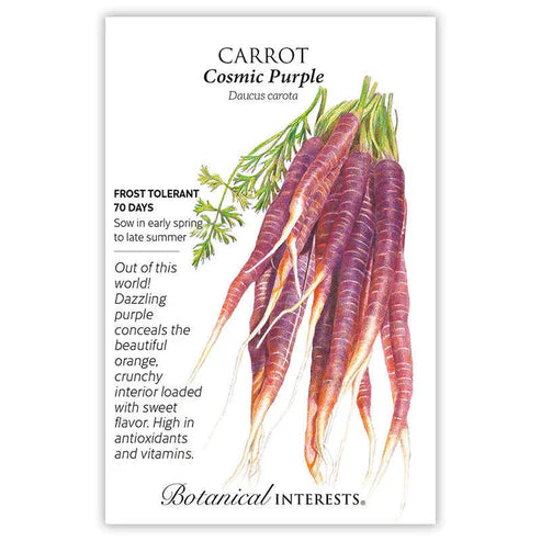 Carrot 'Cosmic Purple'