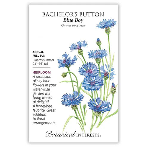 Bachelor 'Button Blue Boy'