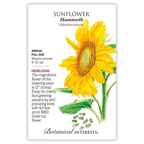 Sunflower 'Mammoth'