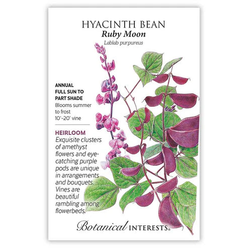 Hyacinth 'Bean Ruby Moon'