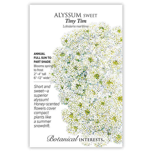 Alyssum 'Sweet Tiny Tim'