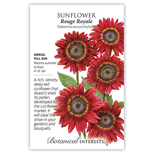 Sunflower 'Rouge Royale'