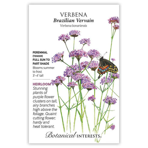 Verbena 'Brazilian Vervain'