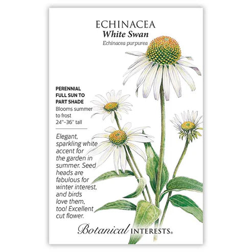 Echinacea 'White Swan'