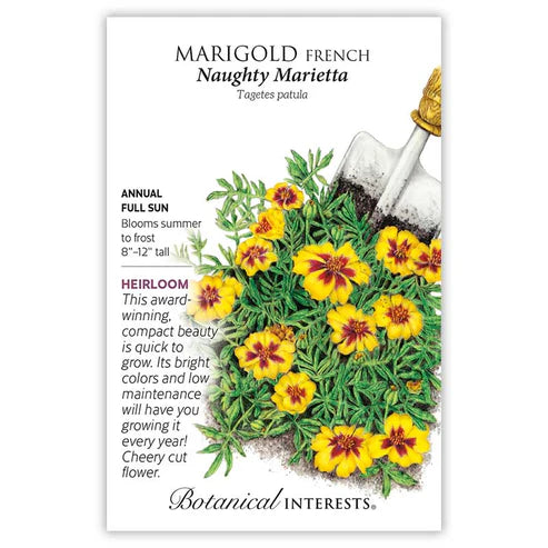 Marigold 'Naughty Marietta'