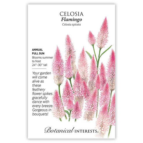 Celosia 'Flamingo'