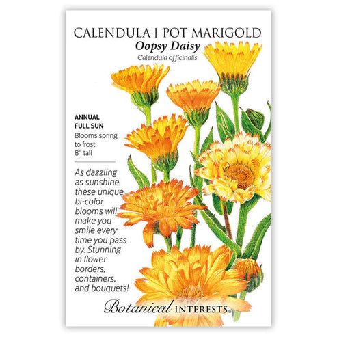 Calendula 'Oopsy Daisy'