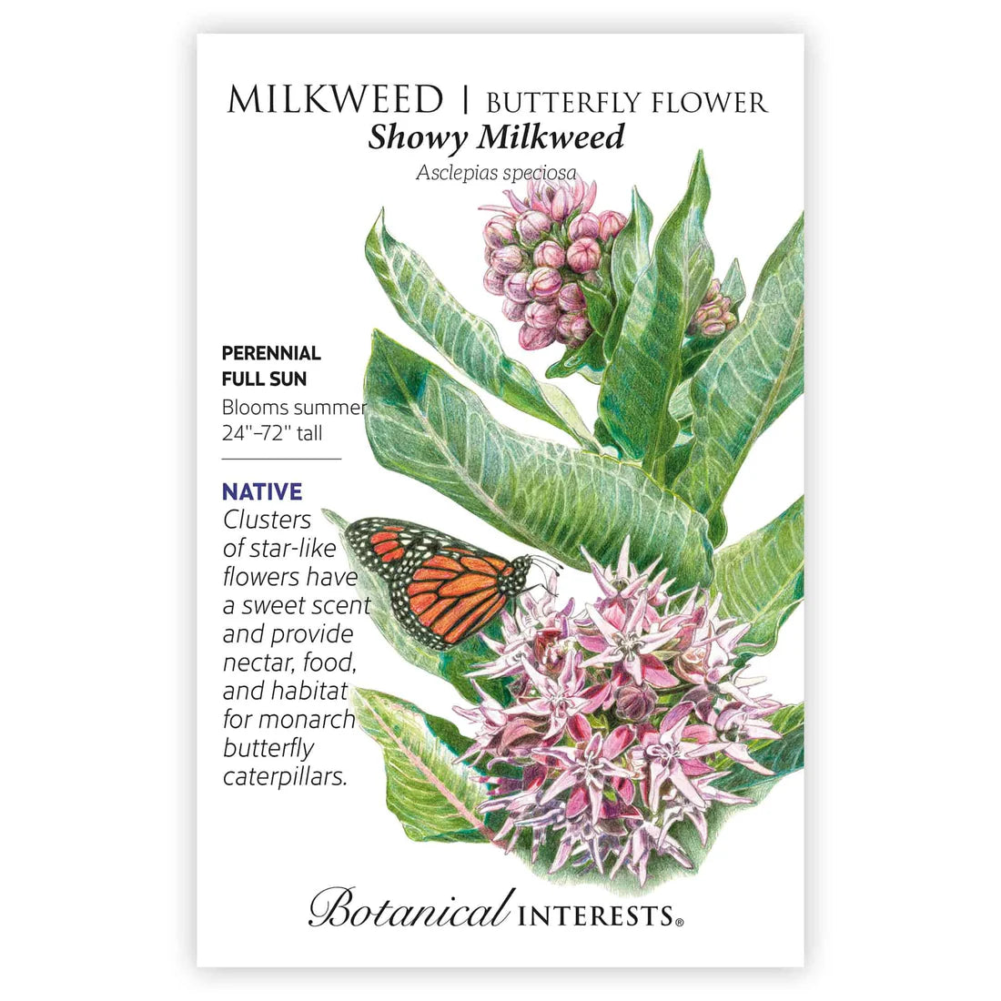 Milkweed 'Showy'