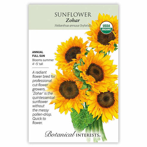 Sunflower 'Zohar'