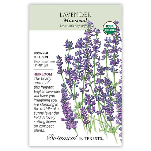 Lavender 'Dwarf Munstead'