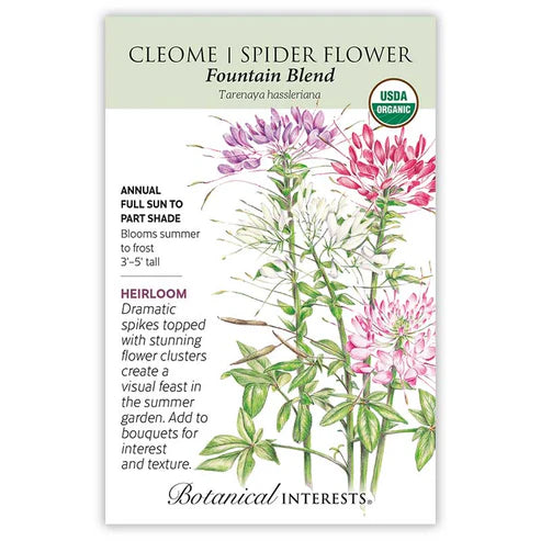 Cleome 'Fountain Blend'