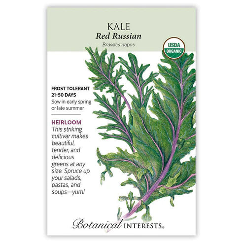 Kale 'Red Russian'