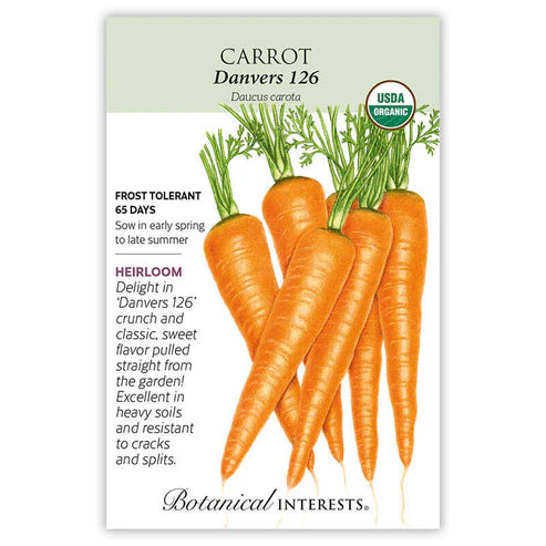 Carrot 'Danvers'