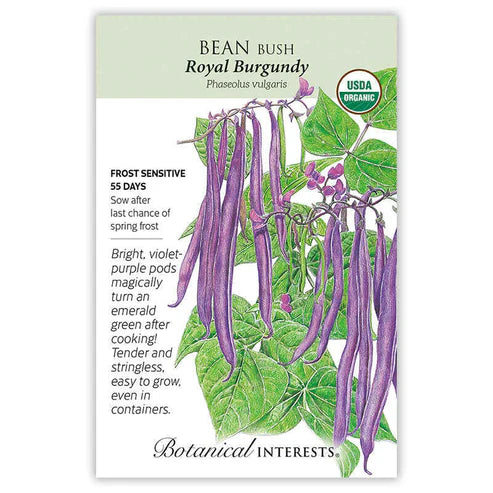 Bean Bush 'Royal Burgundy'