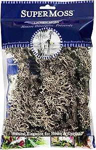 Bella Moss Lichen Moss