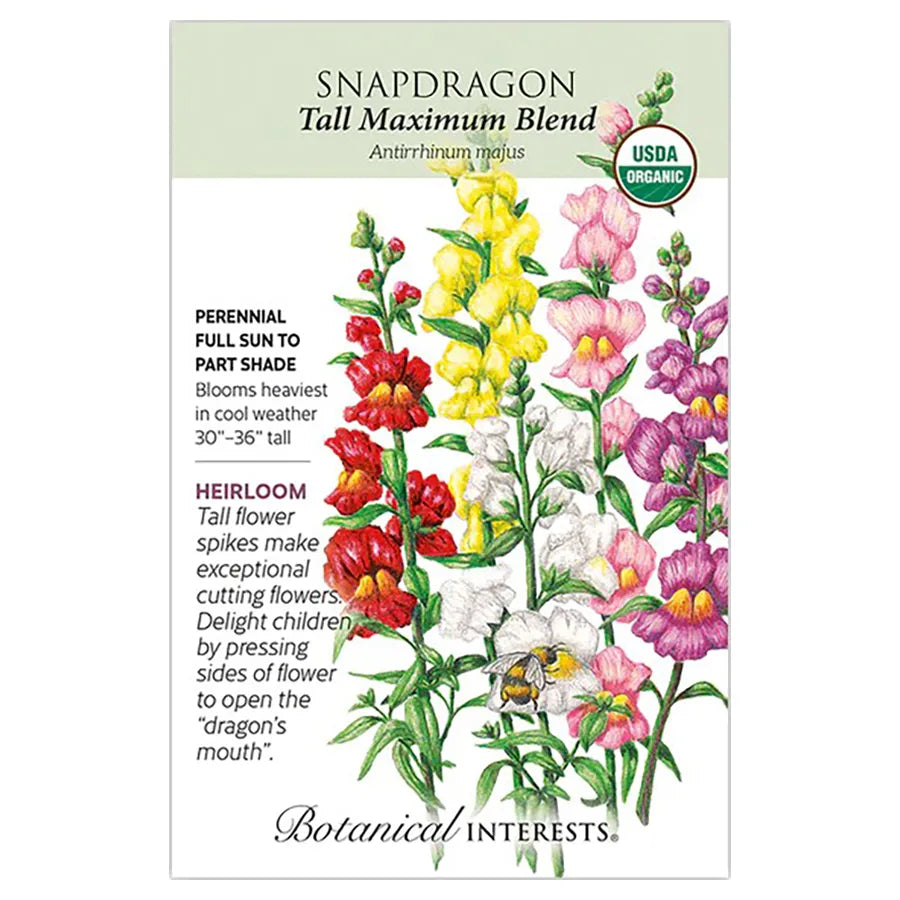 Snapdragon 'Tall Maximum'