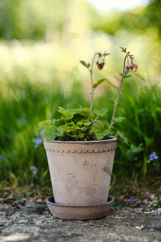 Bergs 'Helena' Pot w/ Saucer