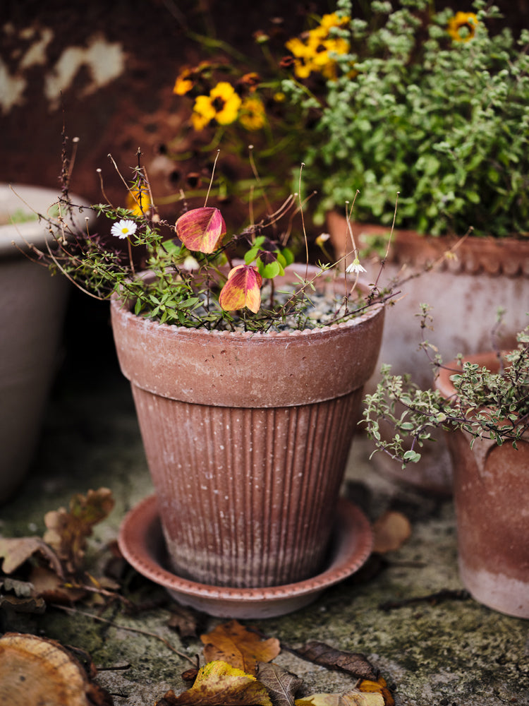 Bergs 'Simona' Pot w/ Saucer