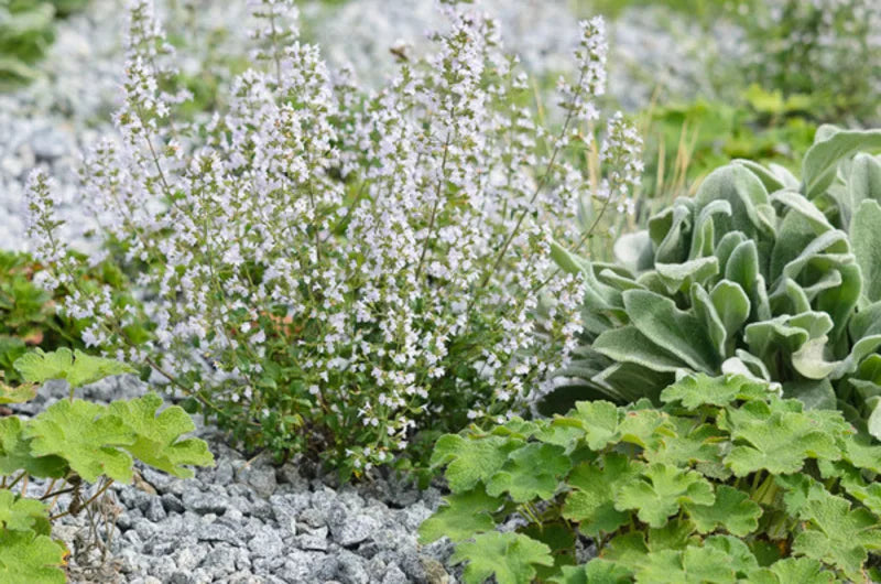 Calamintha nepeta