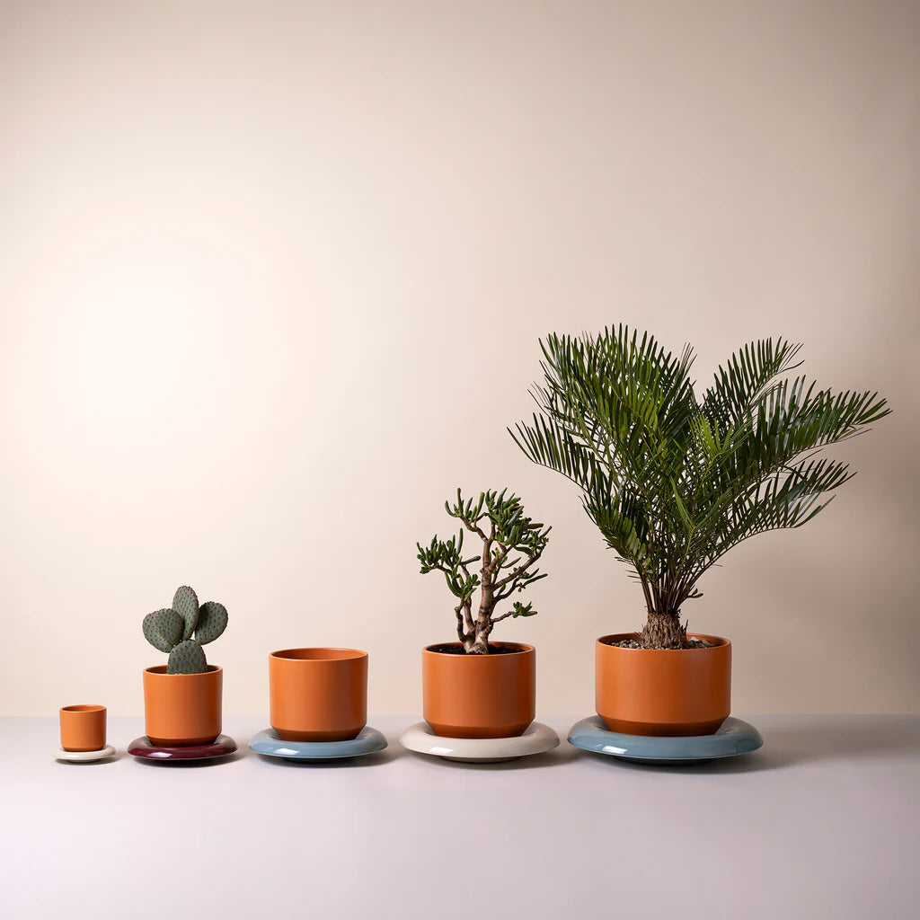 Bergs 'Lily' Pot w/ Saucer