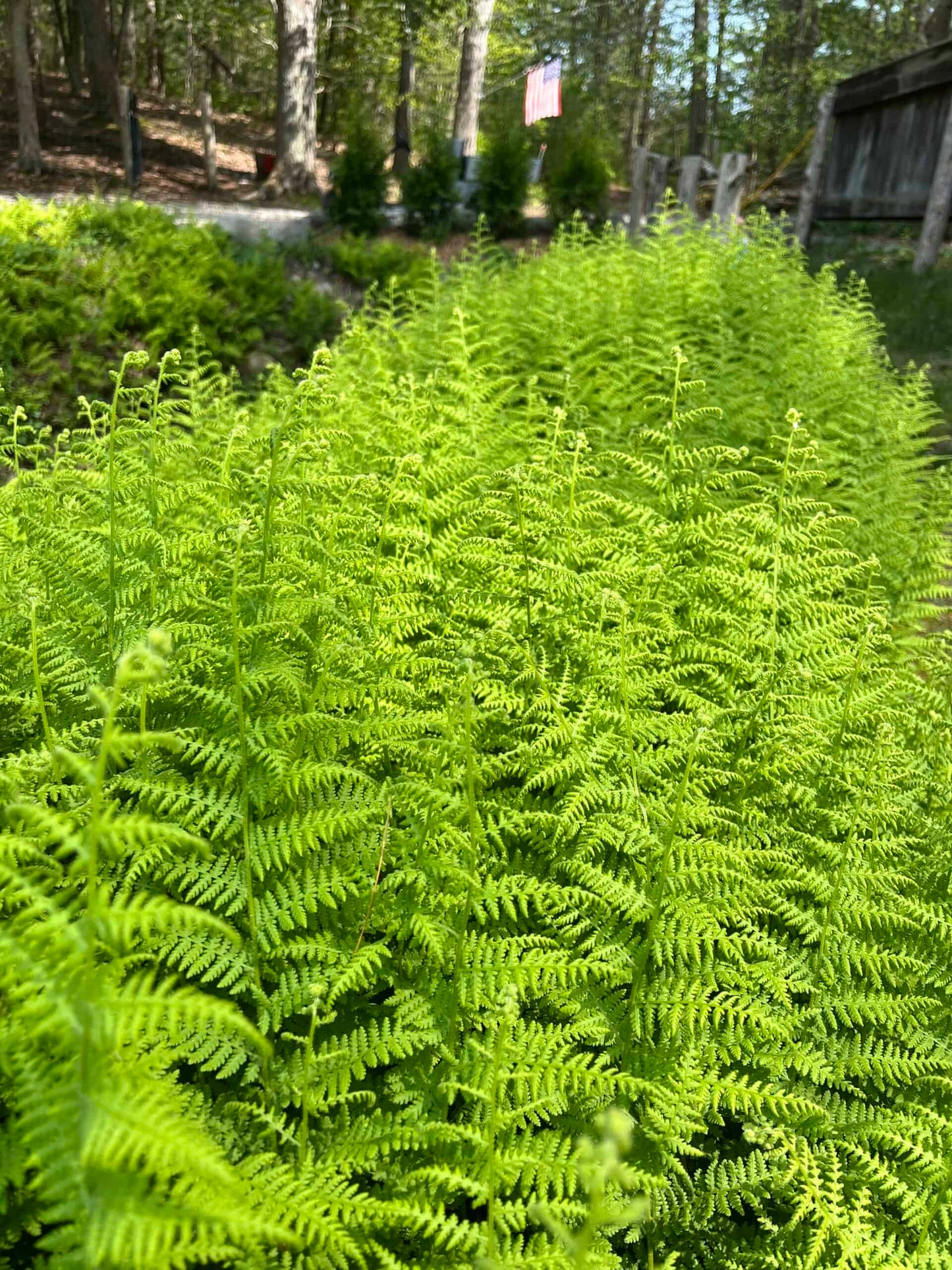 Dennstaedtia punctilobula