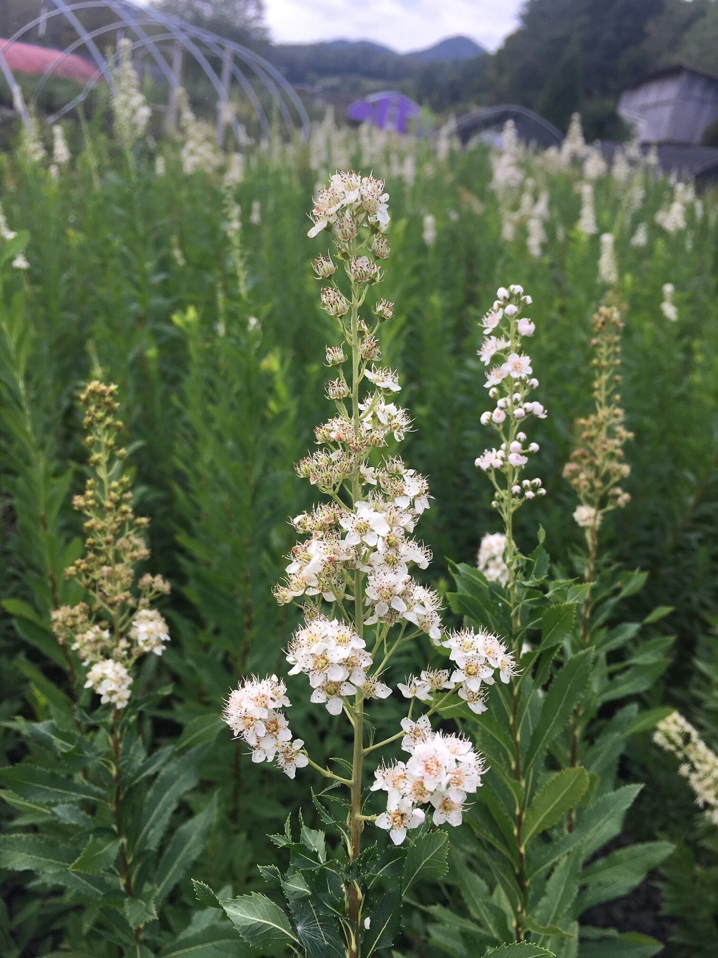 Spiraea alba NGN