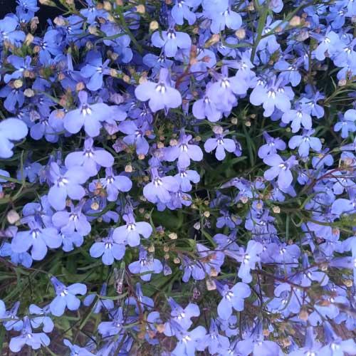 Lobelia 'Cambridge Blue'