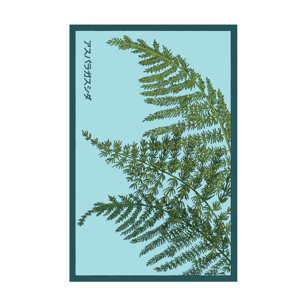 Asparagus Fern Seed Packet