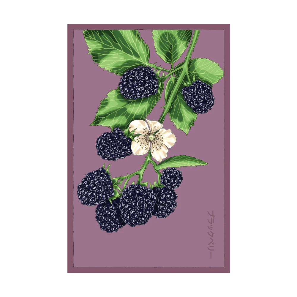 Shido Blackberry Flower Seed Packet
