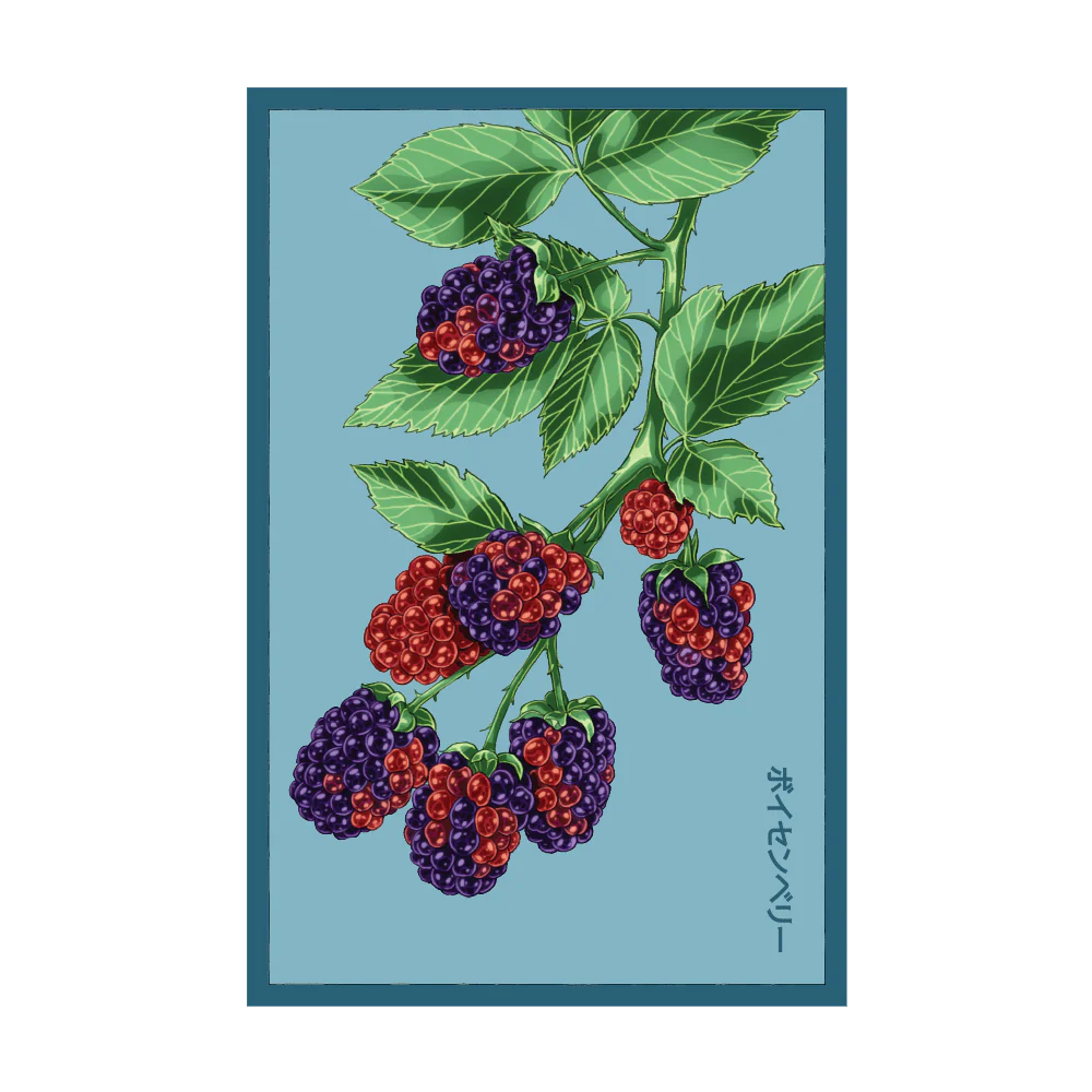 Boysenberry Flower Seed Packet