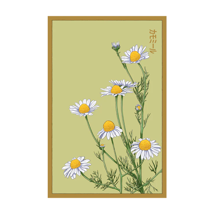 Shido Chamomile Seed Packet