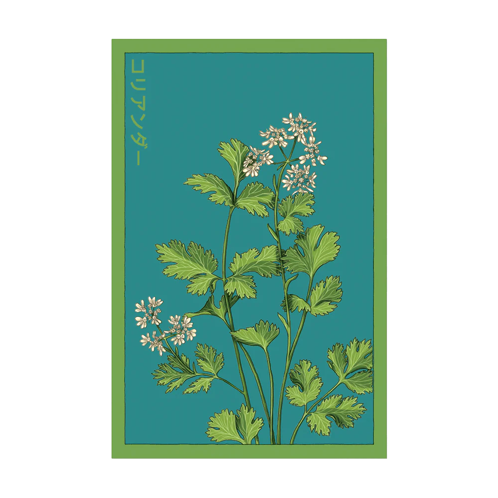 Shido Cilantro Seed Packet