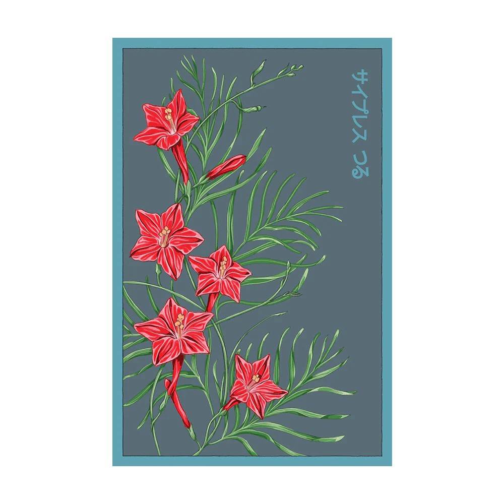 Shido Cypressvine 'Star Glory' Seed Packet