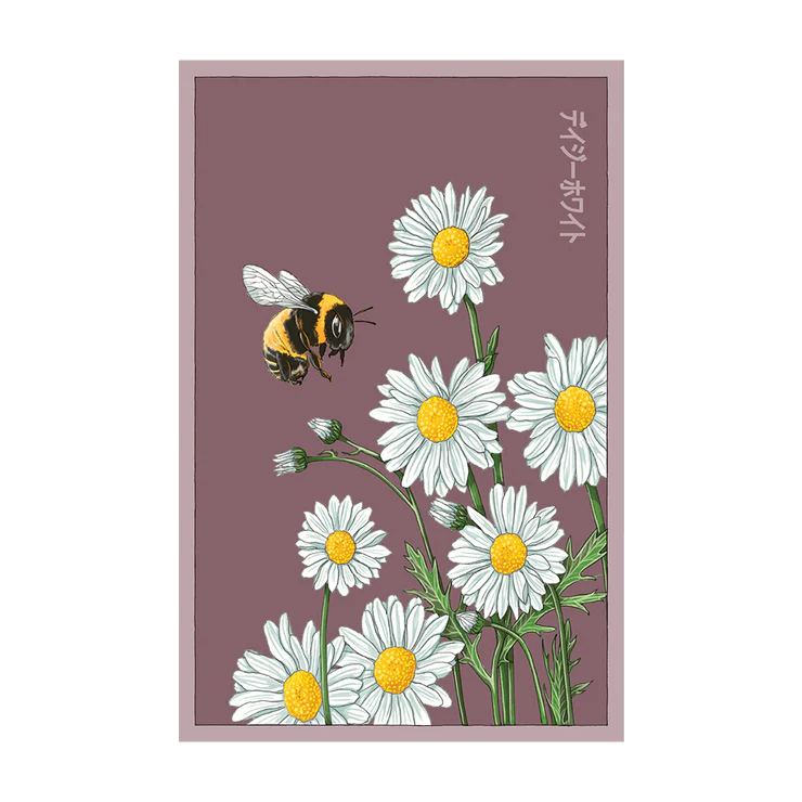 Shido Daisy Seed Packet