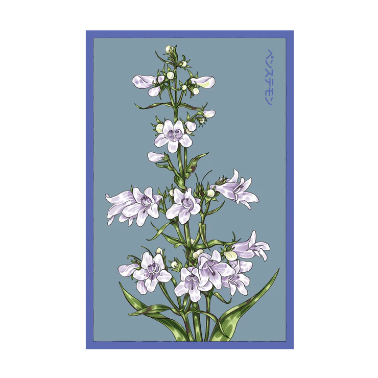 Shido Foxglove Beard Tongue Seed Packet