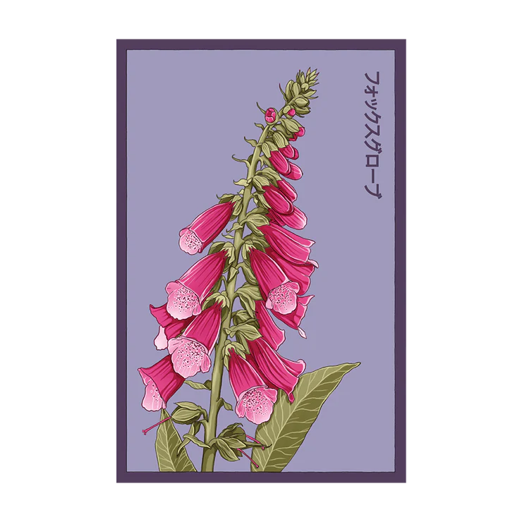 Shido Foxglove Seed Packet