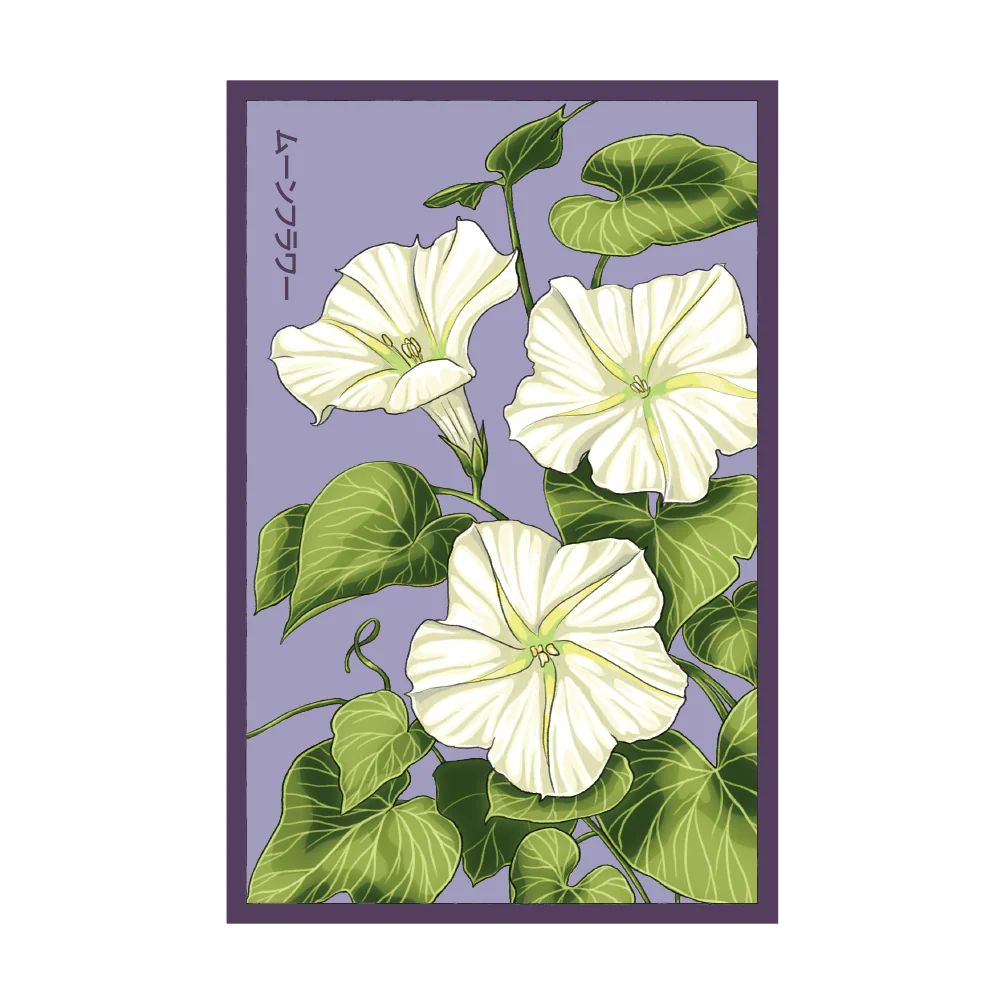 Shido Giant Moonflower Seed Packet