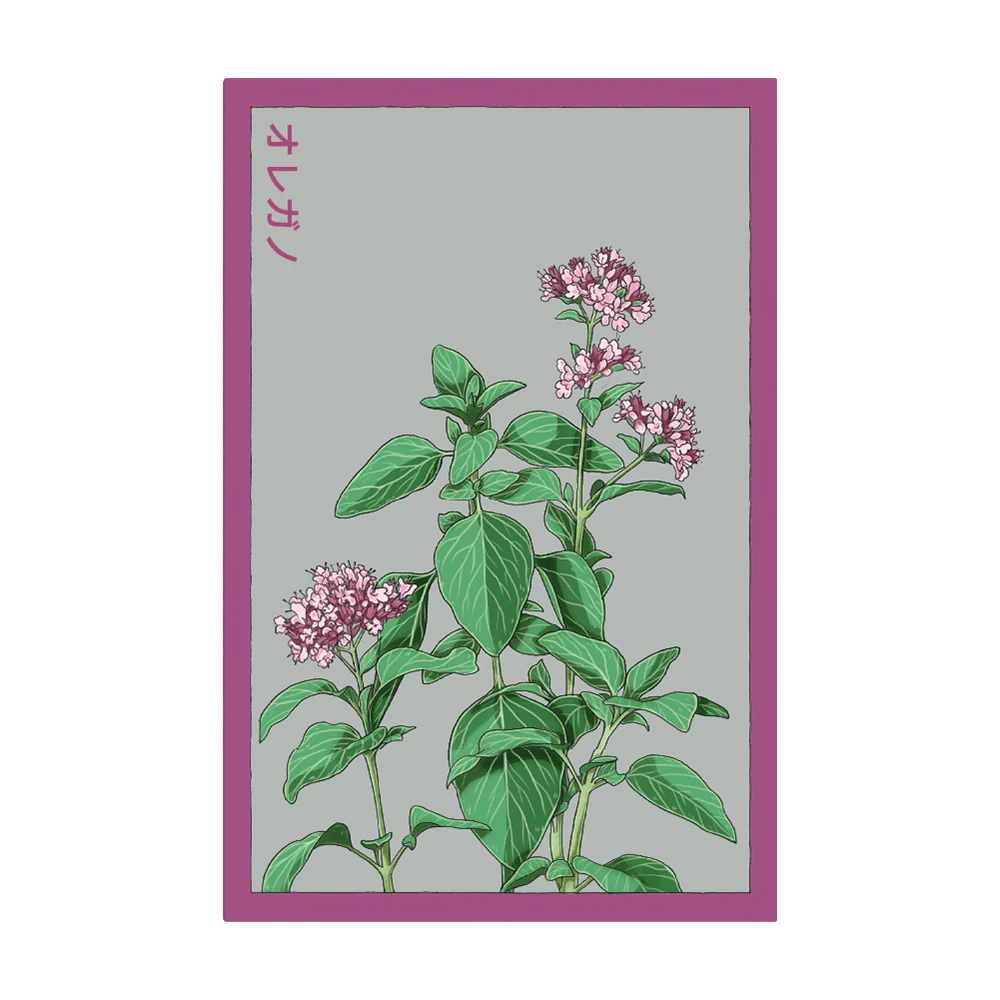 Shido Oregano Seed Packet