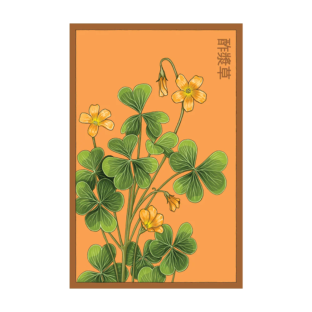 Shido Oxalis Seed Packet