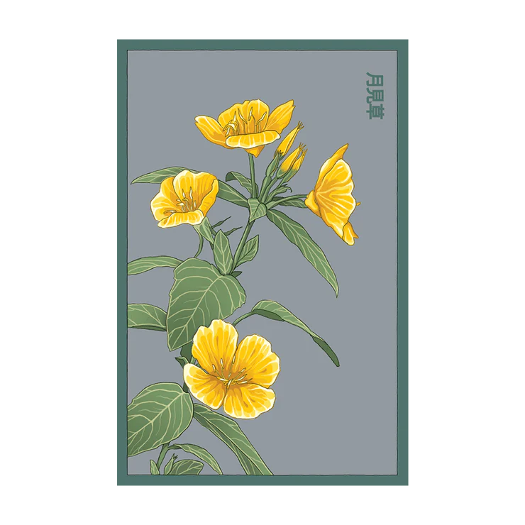 Shido Evening Primrose Seed Packet