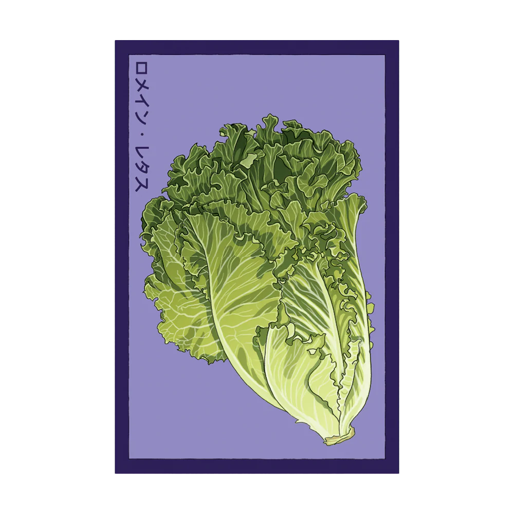 Romaine Lettuce Seed Packet
