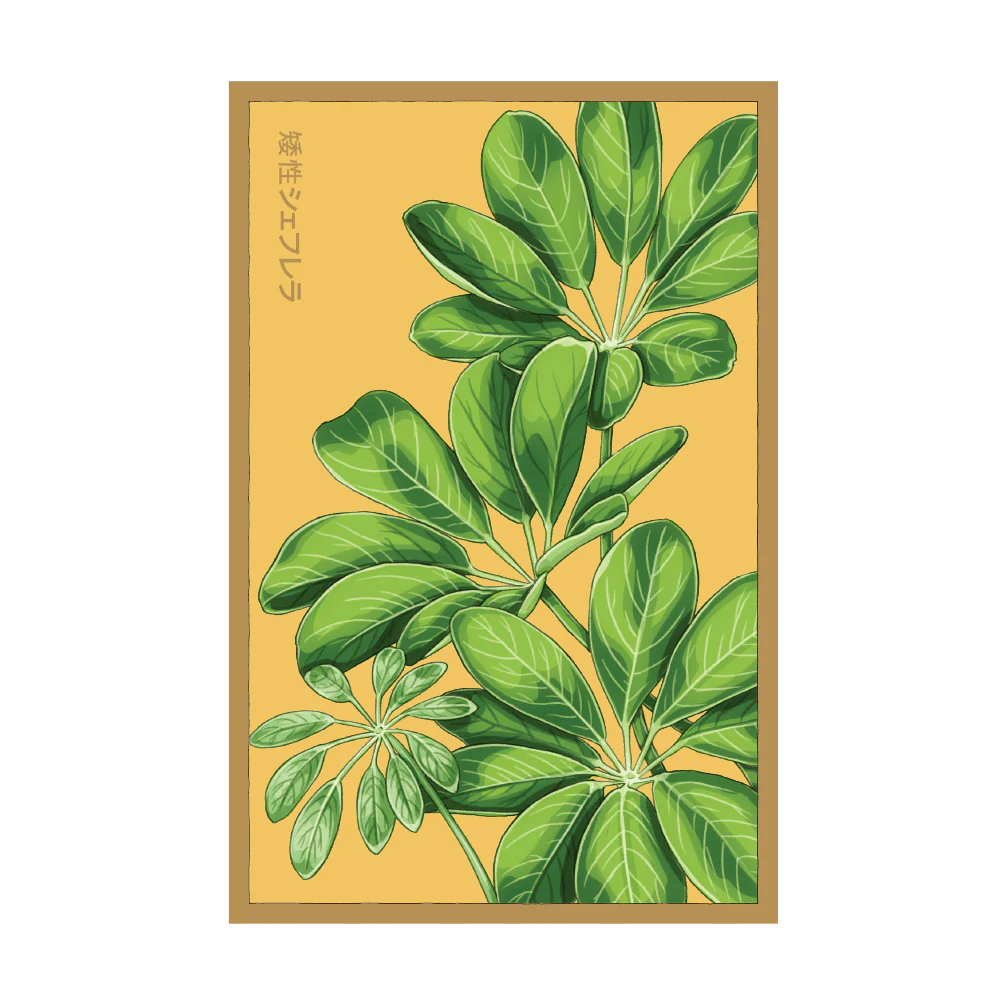 Shido Dwarf Schefflera Seed Packet