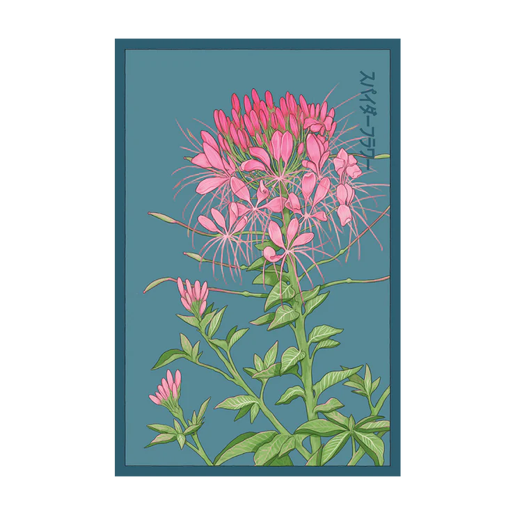 Shido Cleome 'Spiderflower' Seed Packet