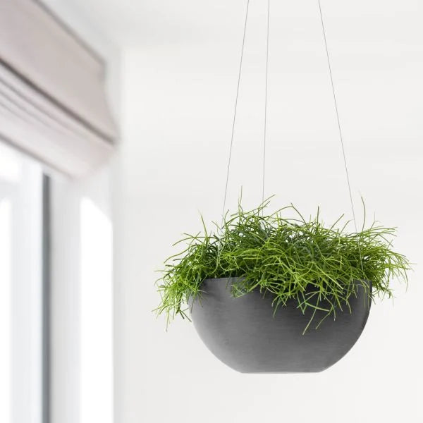 Hanging Brussels Bowl Planter