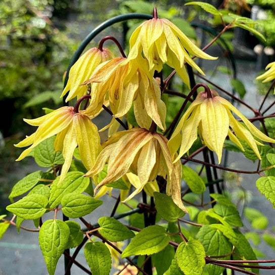 Clematis 'Golden Dream Funyella' NF