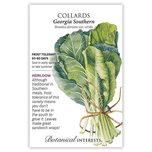 Collards 'Georgia Southern'